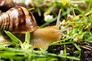 ślimaki