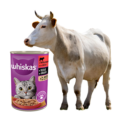 krowa i karma wołowa dla kota