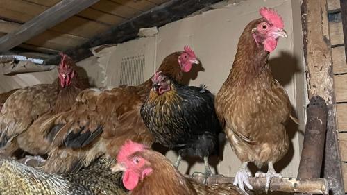 Kury w ciemnym kurniku