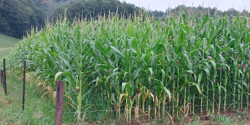 kukurydza ogrodzona pastuchem