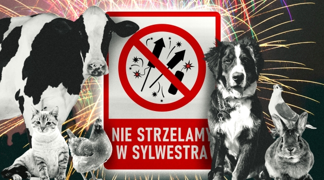 Nie strzelam w Sylwestra