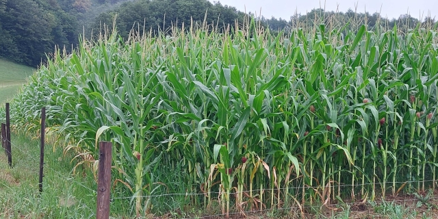 kukurydza ogrodzona pastuchem