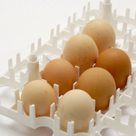 Taca plastikowa do inkubatora na 36 jaj kurzych