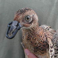 Osłonki przeciw dziobaniu dla drobiu Nostril 25 mm blister 30 szt.