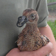 Osłonki na dzioby dla bażantów Nostril 30 mm blister 30 szt.