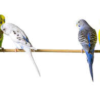 Końcówki do montażu żerdek drewnianych w klatce 15 mm - 2 sztuki