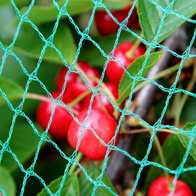 Siatka osłonowa na szpaki 5 x 7,5 m