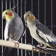 Żerdki dla papug i kanarków 12 mm prążkowane z buku 1 szt.