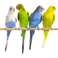 Żerdki grzędy dla kanarków i papug bukowe 18 mm z prążkami 1 szt.