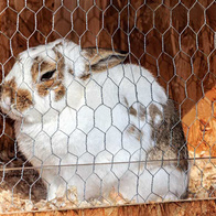 Siatka na woliery hex 1,6cm, 50mb podwójnie galwanizowana