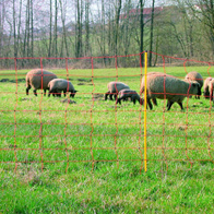 Siatka elektryczna dla owiec i kóz wys. 90 cm / dł. 50 m pomarańczowa podwójny szpic