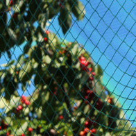 Siatka dziana przeciw ptakom 7,5x7,5m