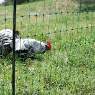 Siatka ogrodzenia elektrycznego z podwójnym szpicem 112 cm / dł. 50 m zielona