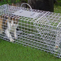 Pułapka klatka na drapieżniki - koty kuny tchórze 84cm