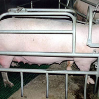 Klatka porodowa skośna dla macior