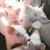 Piłka dla prosiąt antystresowa z uchwytem fi 5,5 cm ze stali nierdzewnej