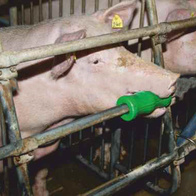 Antystresowy gryzak dla trzody na rurę 1 cal lub łańcuch