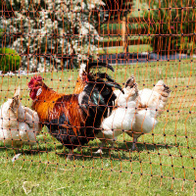 Siatka ogrodzenia elektrycznego wysoka 112 cm / dł. 50 m - pomarańczowa