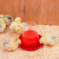 Poidło dla piskląt i przepiórek z przeźroczystym zasobnikiem 0,6l