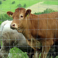 Siatka leśna wysoka dla danieli i do ochrony upraw 200 cm - rolka 50 metrów - 200/19/15