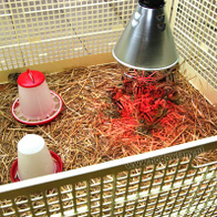 Zestaw do odchowu piskląt z lampą promiennikową