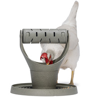 karmnik dla kur z zabawka na paszę