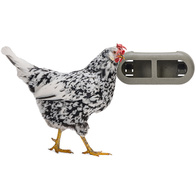 Karmnik dla kur na paszę i przekąski z zaczepami