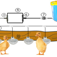 Domowy system pojenia dla młodych gęsi i kaczek goDRINK