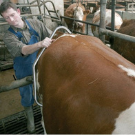 Poskrom laskowy dla krów PREMIUM ze stali nierdzewnej