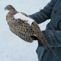 Siodełko na plecy dla niosek bażantów - ochrona przed podrapaniem podczas godów