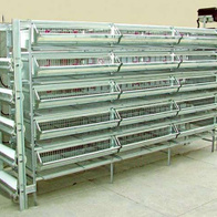 Klatka segmentowa dla przepiórek niosek