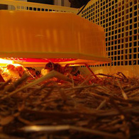 Uniwersalny odchowalnik dla piskląt - kompletny zestaw ze sztuczną kwoką