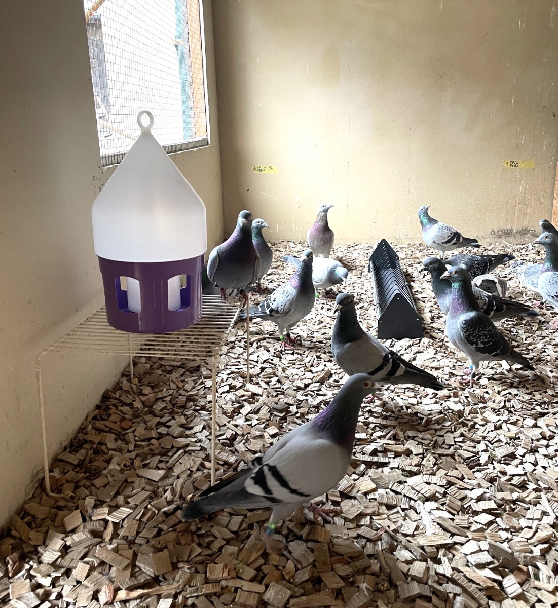 Poidło do podwieszenia z zamkiem dla gołębi 3,5 l antybakteryjne