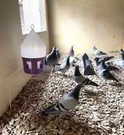 Poidło do podwieszenia z zamkiem dla gołębi 3,5 l antybakteryjne