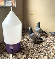 Poidło z zamkiem dla gołębi antybakteryjne 7l