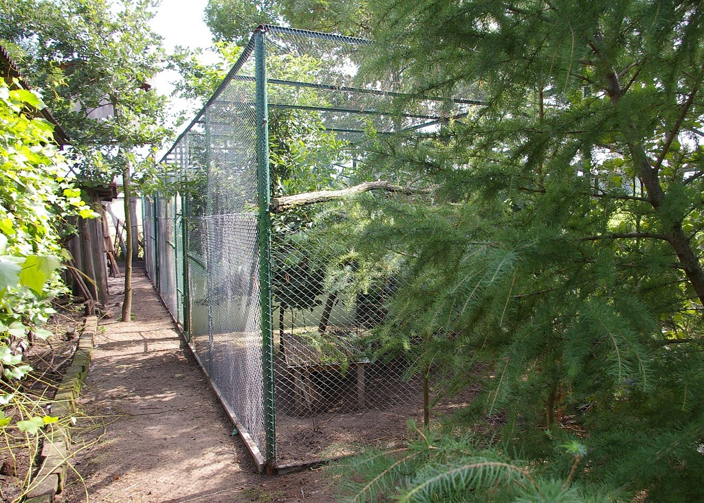 Woliera - Poradnik jak zbudować wolierę dla bażantów i kur