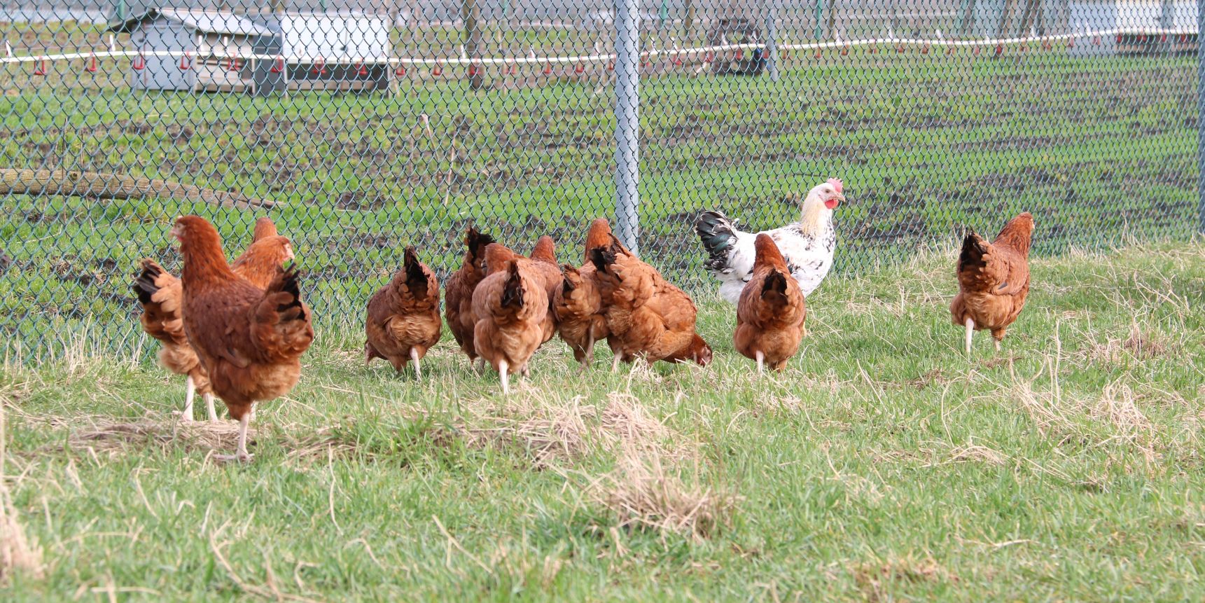 Dlaczego warto postawić na ekologiczną hodowlę drobiu?