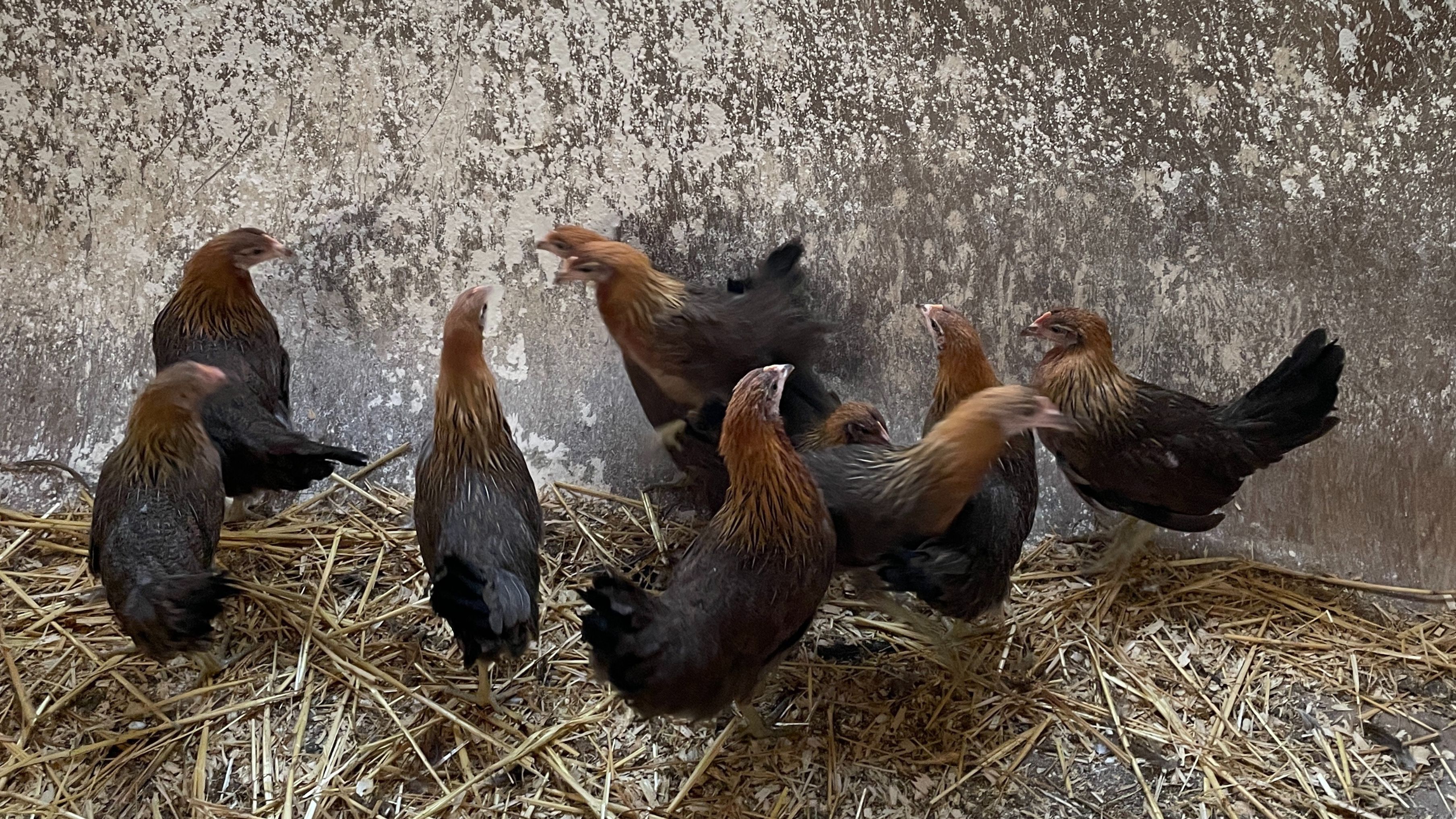 Ptasia grypa zagraża także małym hodowlom - jak zabezpieczyć własne kury i drób?