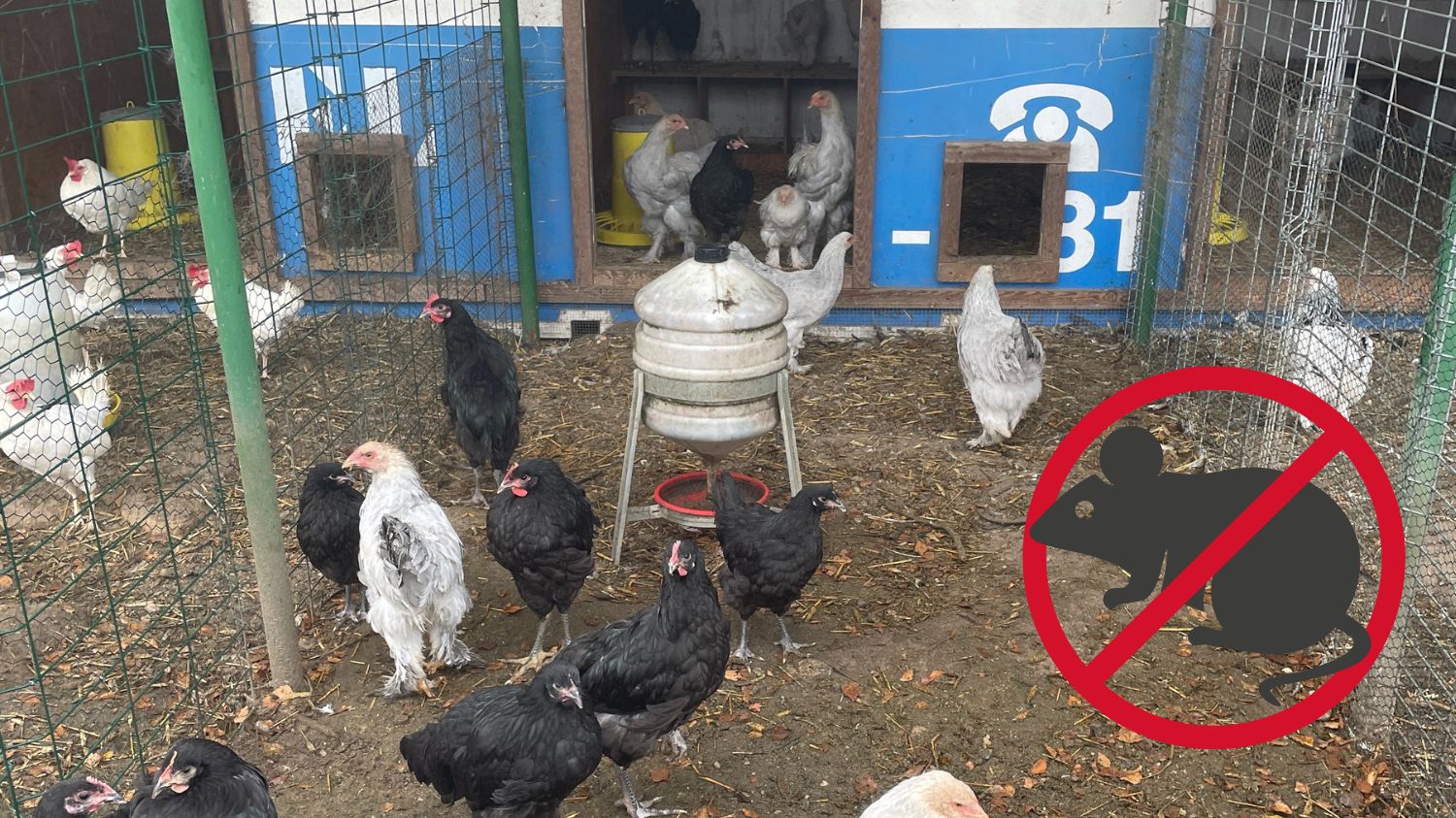 Gryzonie w hodowli zwierząt gospodarskich: zagrożenia, straty i skuteczne metody zwalczania