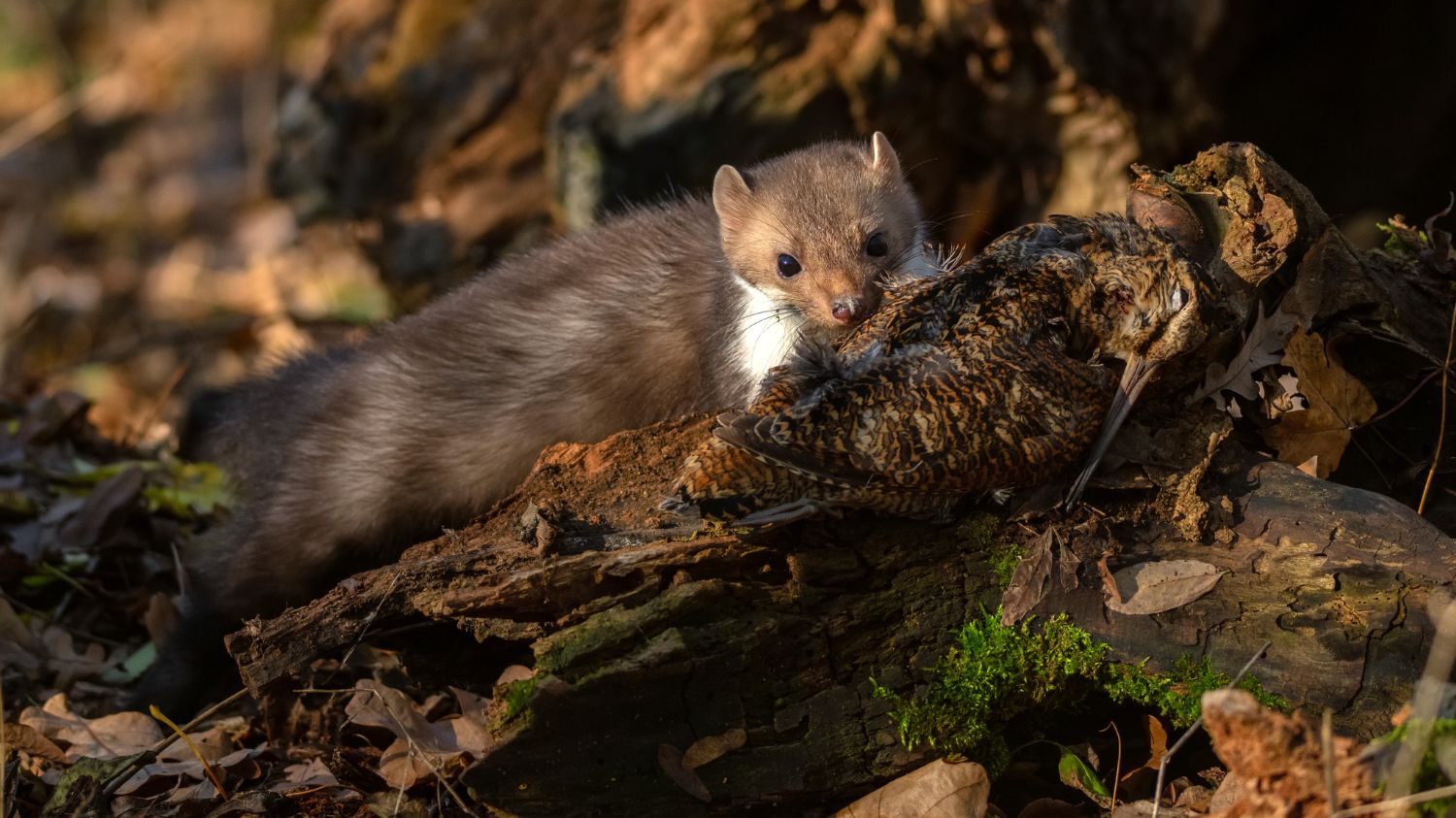 Jak się pozbyć kuny - czyli skuteczne sposoby na uciążliwego lokatora