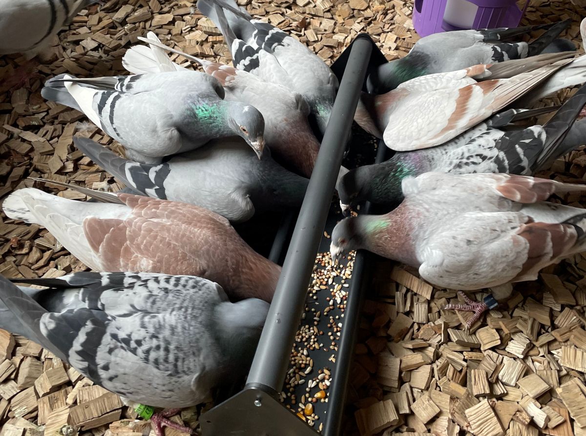 Dieta gołębi w sezonie lotowym: czym karmić, by wygrywać loty?