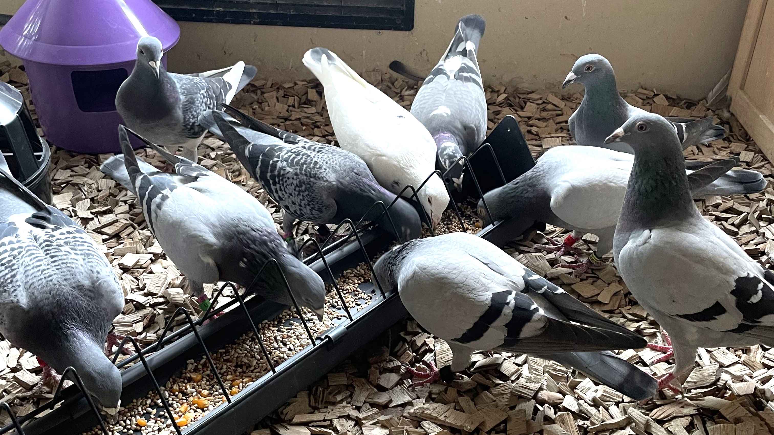 Odrobaczanie gołębi – ochrona przed groźnymi pasożytami