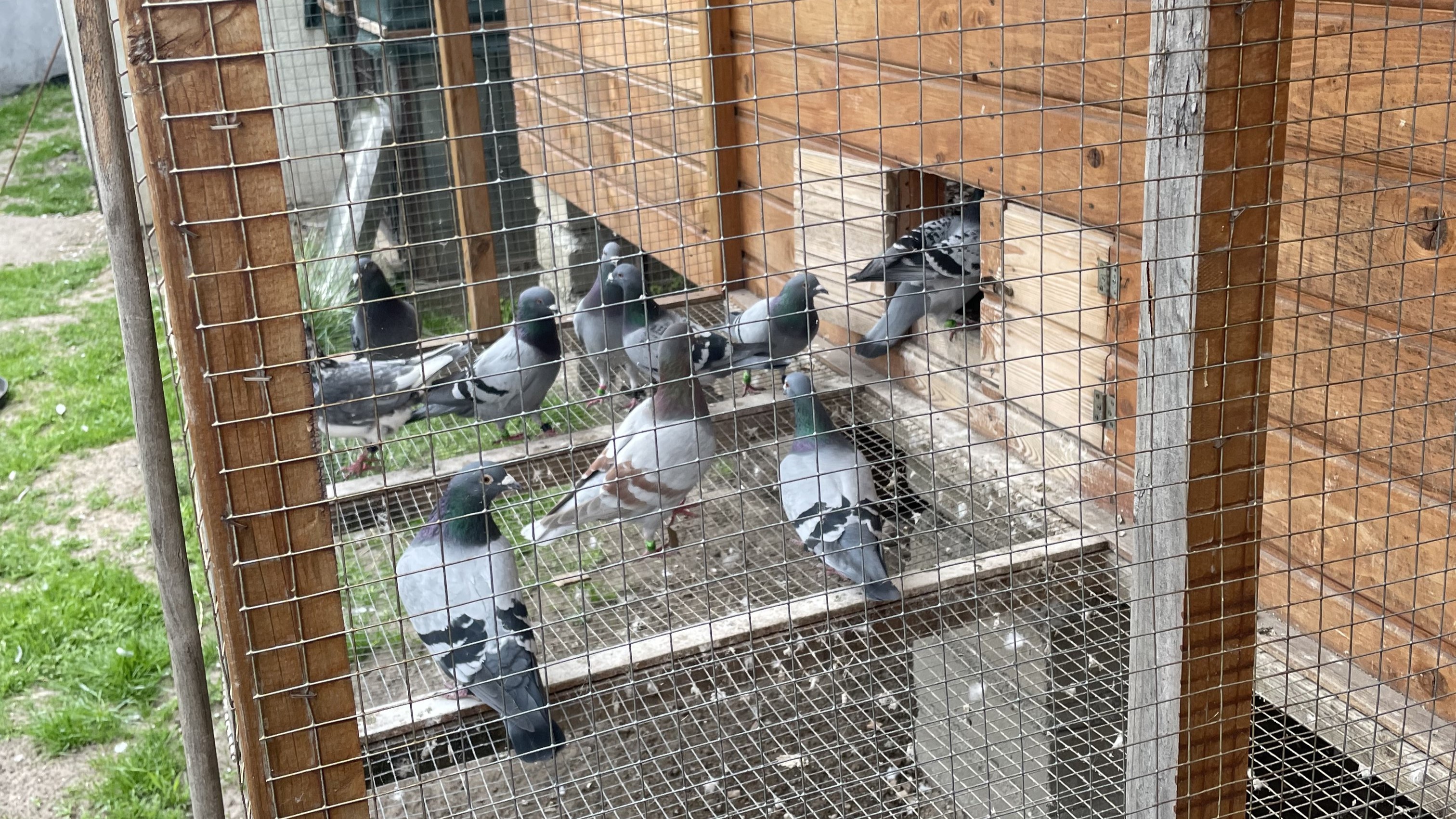 Pierzenie gołębi – jak wesprzeć ptaki w tym okresie?