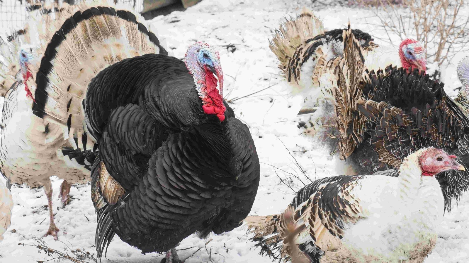 Idą mrozy, czyli jak chronić zwierzęta podczas niskich temperatur?