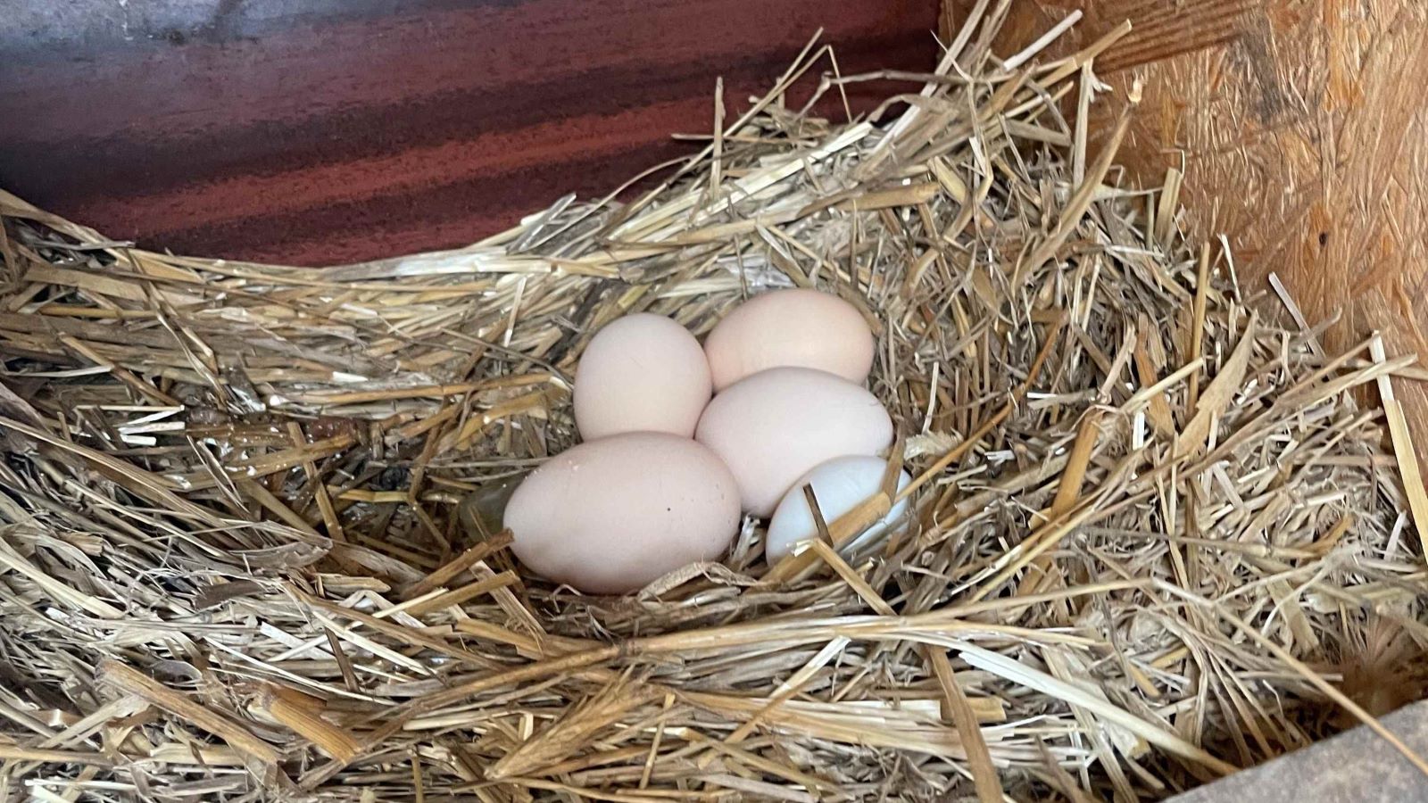 Dlaczego kury nie niosą jajek? Czyli popularny problem wśród hodowców kur