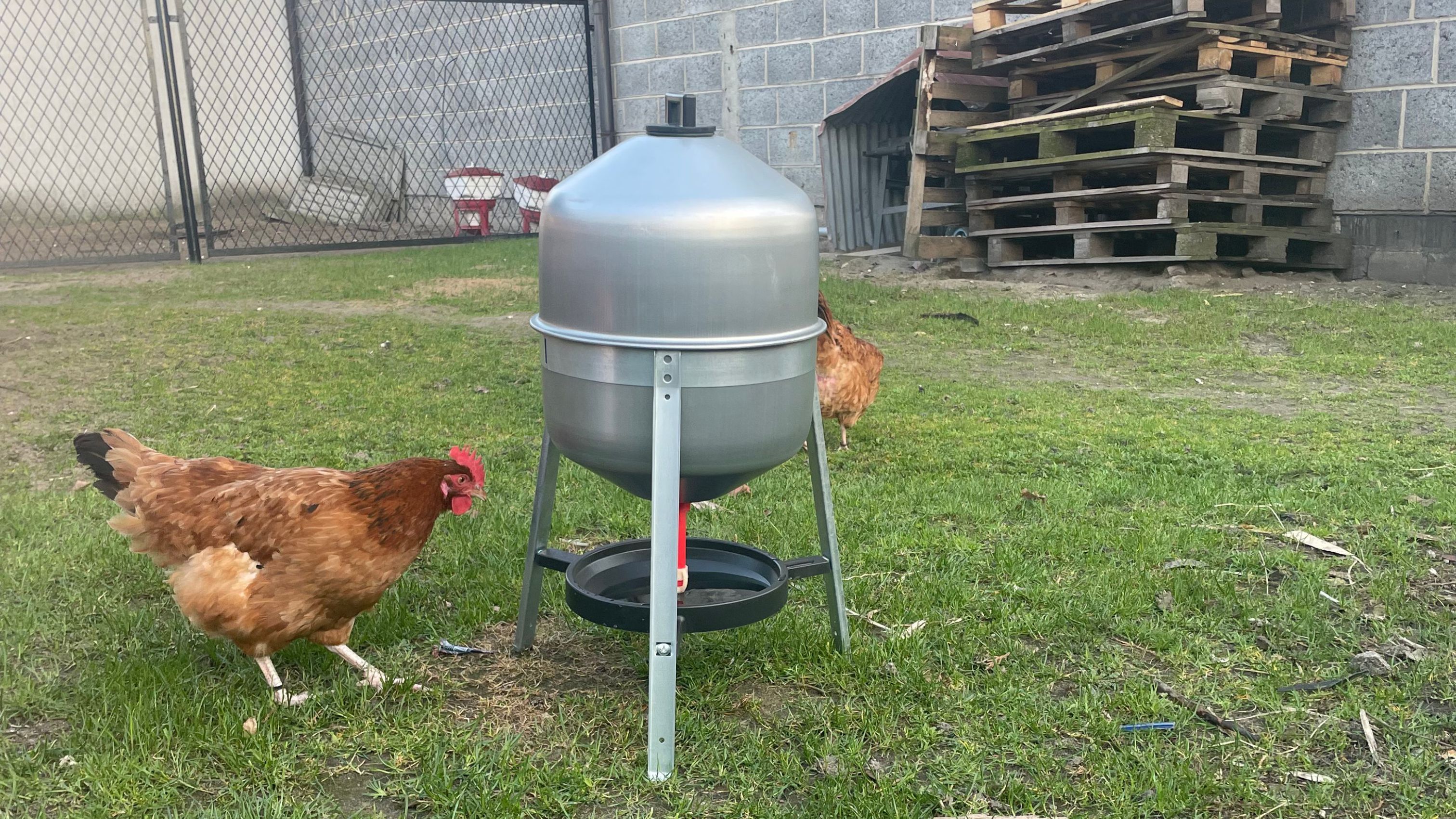 Jak chronić kury przed upałami? Praktyczne porady dla przydomowej hodowli drobiu