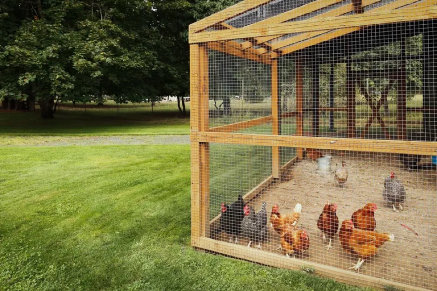 Hobbystyczna hodowla kur niosek na jajka – Jak osiągnąć sukces w przydomowym kurniku?