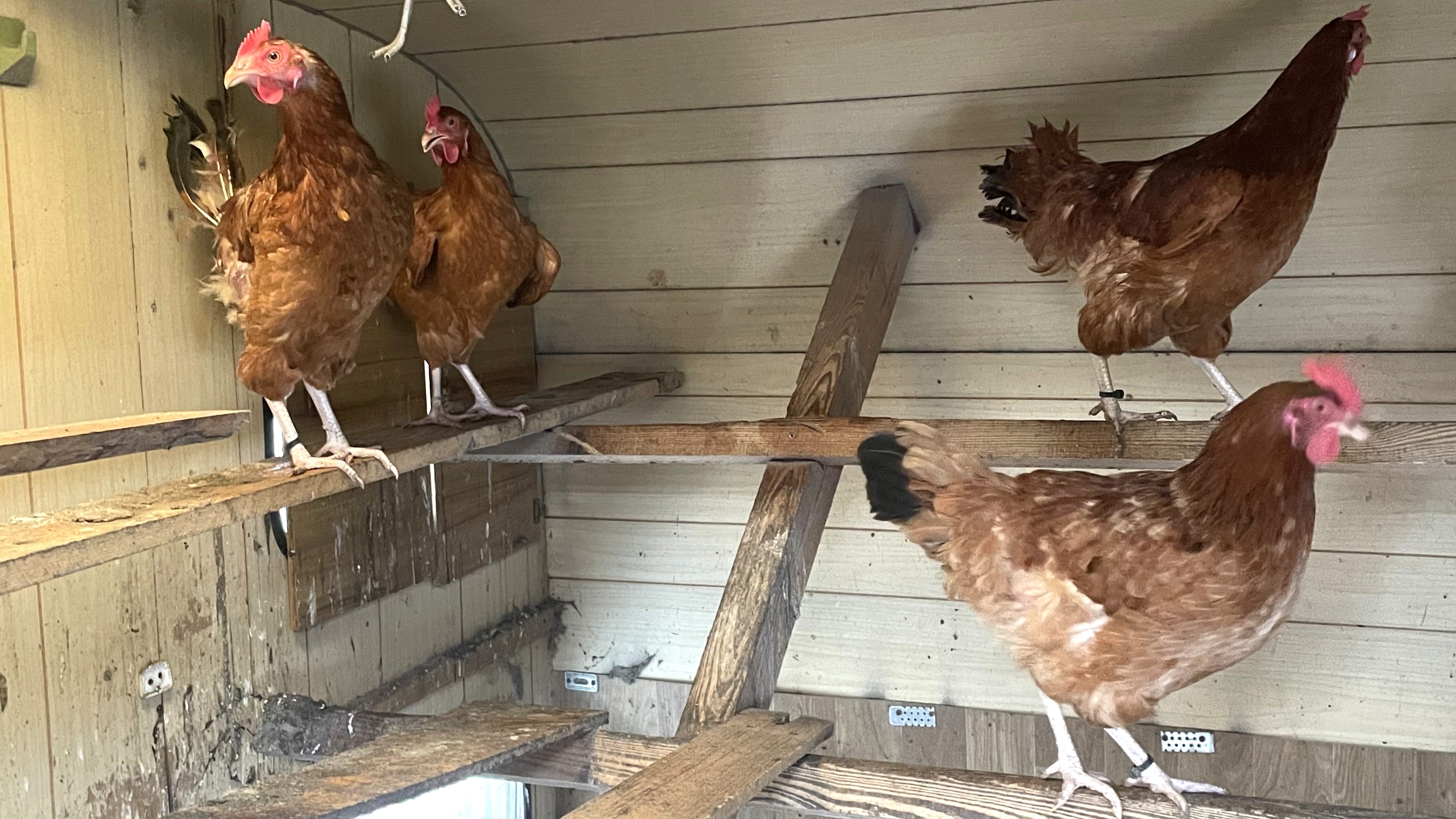 Jak często sprzątać kurnik? Czyli sprzątanie i wapnowanie kurnika przed sezonem