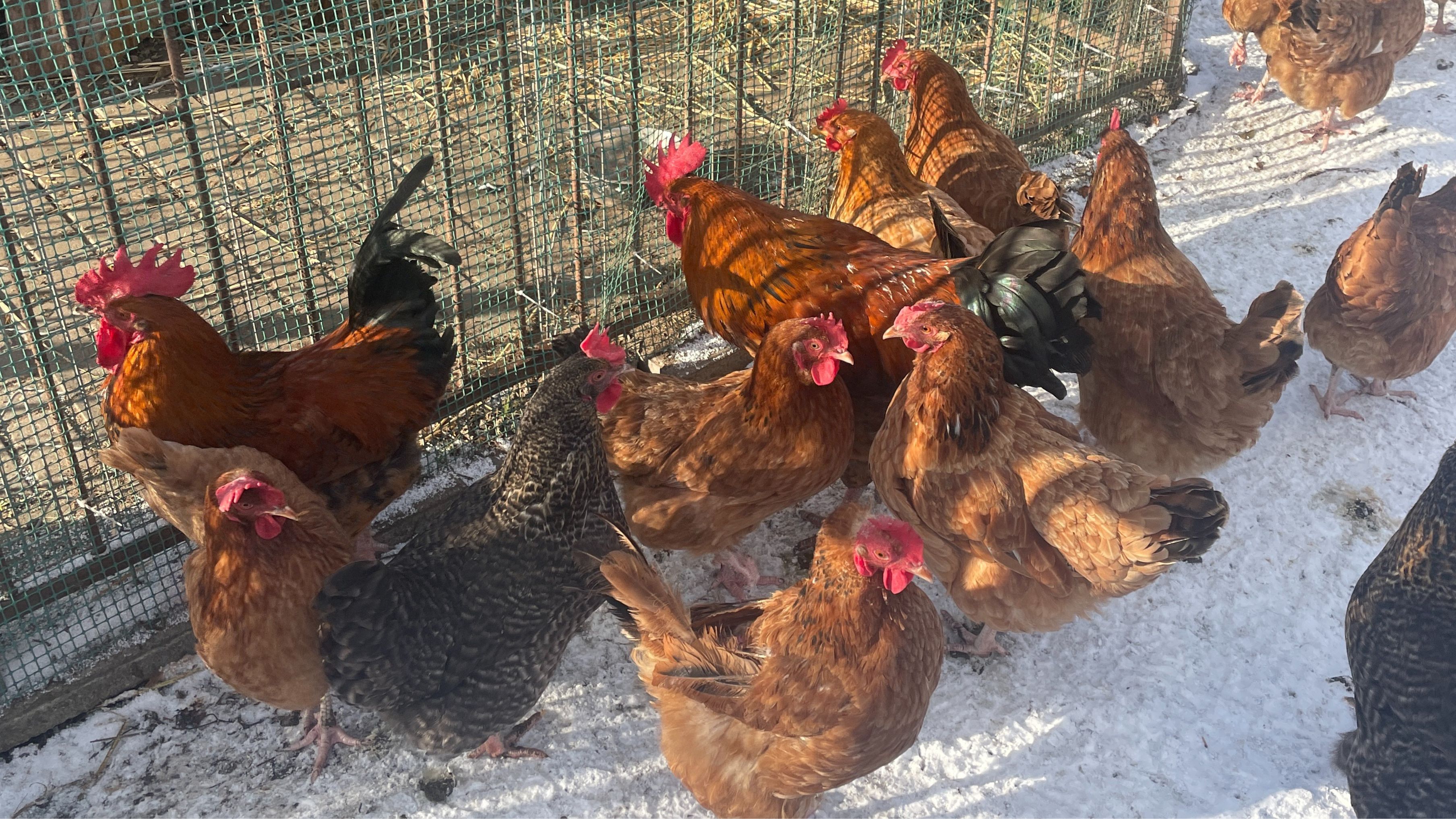 Czy kury mogą wychodzić na śnieg i mróz?