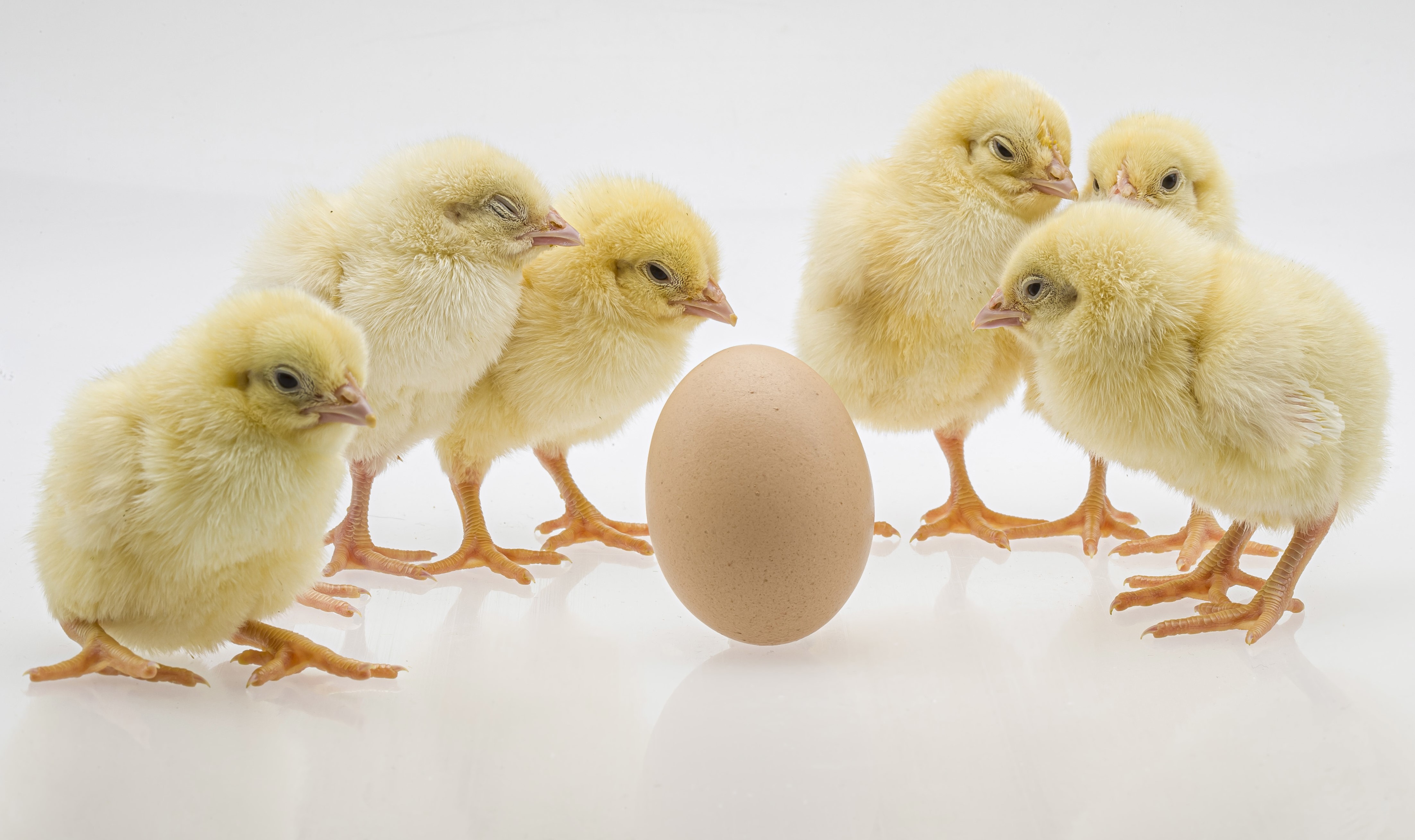 Domowa inkubacja jaj – poradnik od A do Z